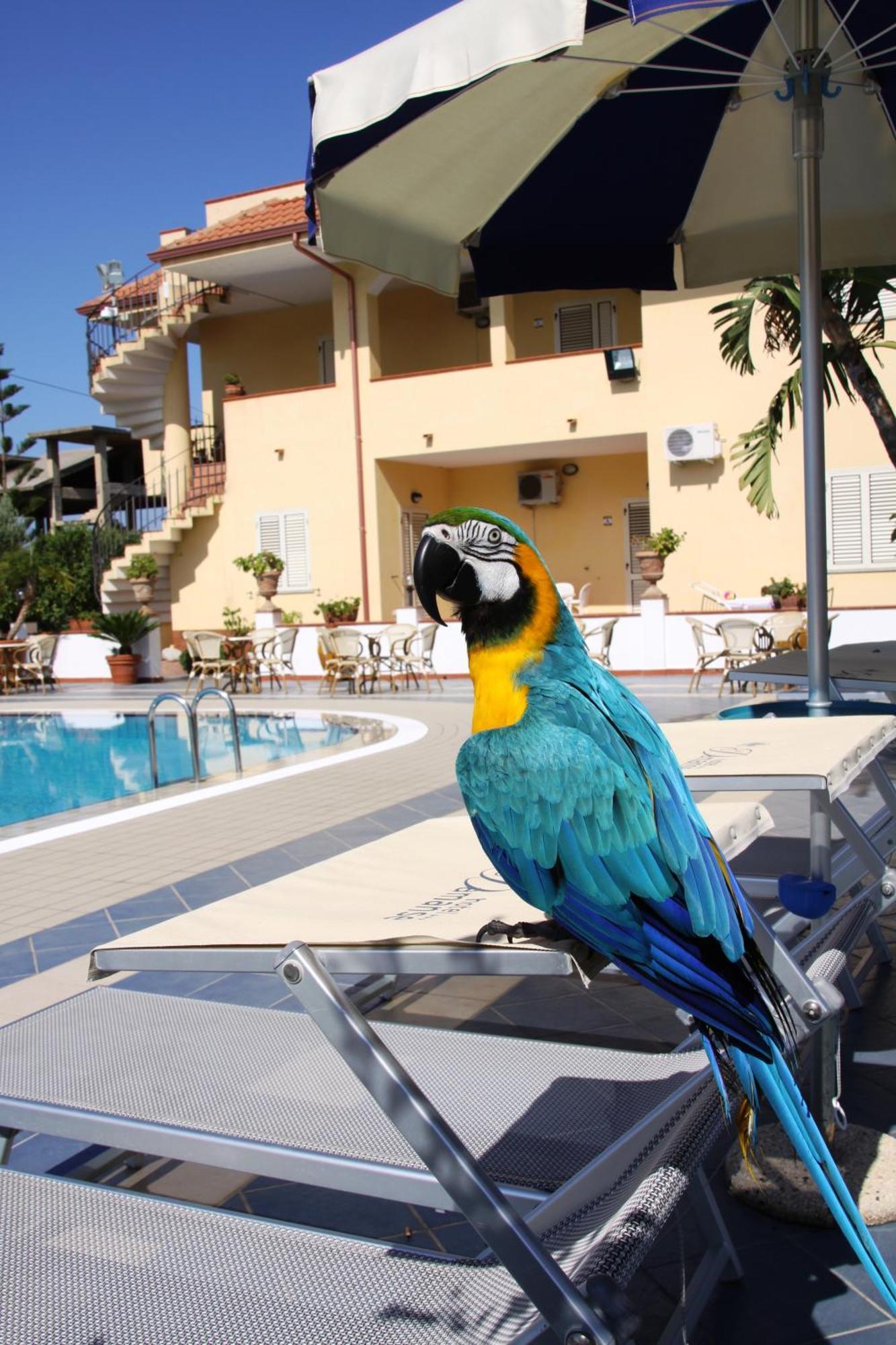 Hotel Damanse Santa Domenica  Εξωτερικό φωτογραφία
